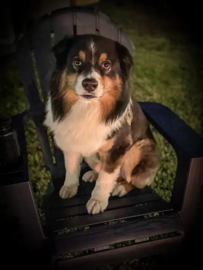 Bear relaxing in a chair