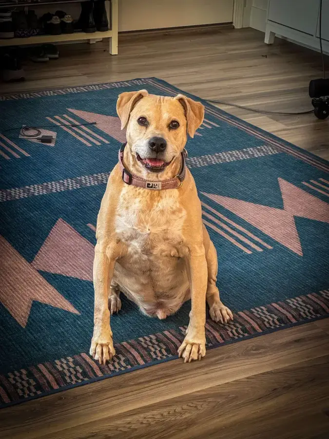 Bear the dog