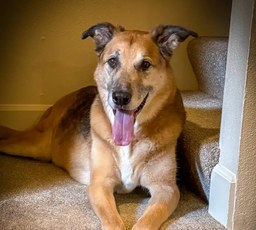 Freddy, a happy shepherd mix, resting on the stairs with his tongue out